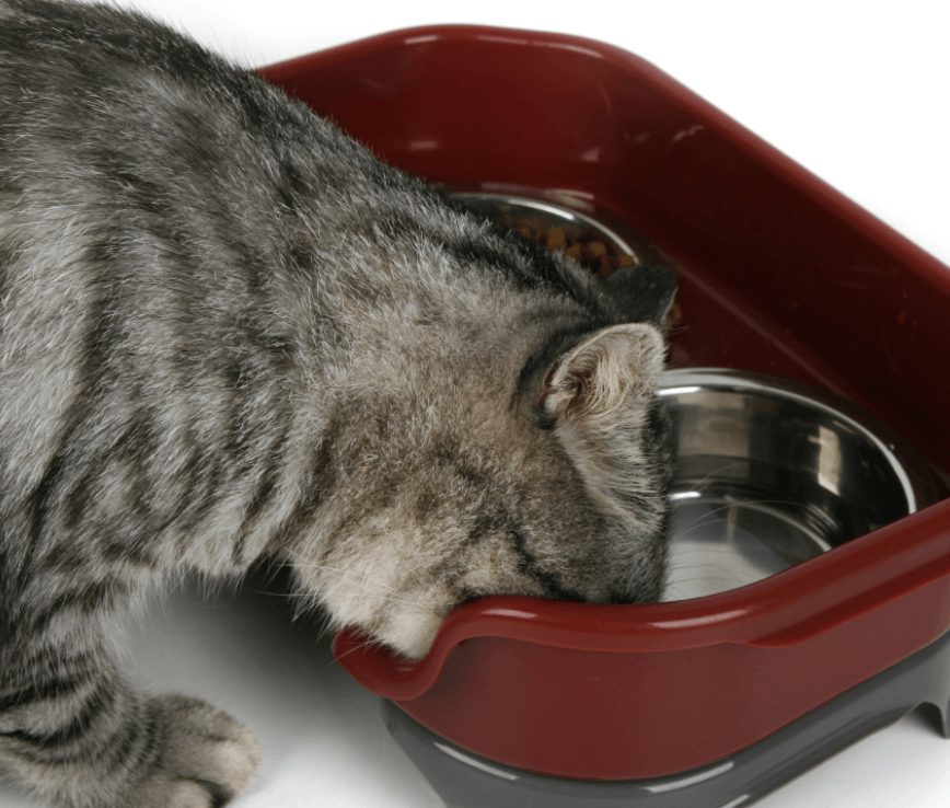 Pet Double Basin Stainless Steel Bowl Set